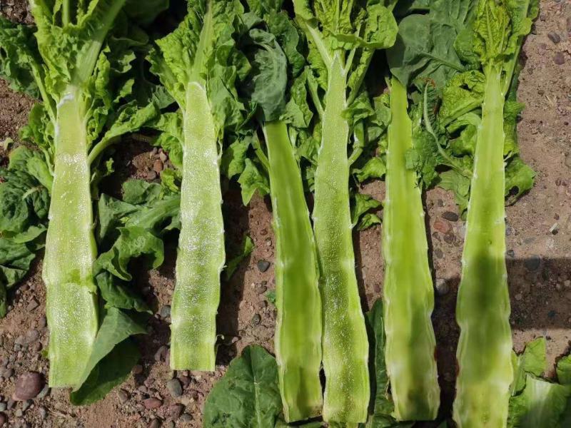 圆叶青笋,甘肃金昌圆叶莴笋大量上市,欢迎各位老板咨询下单