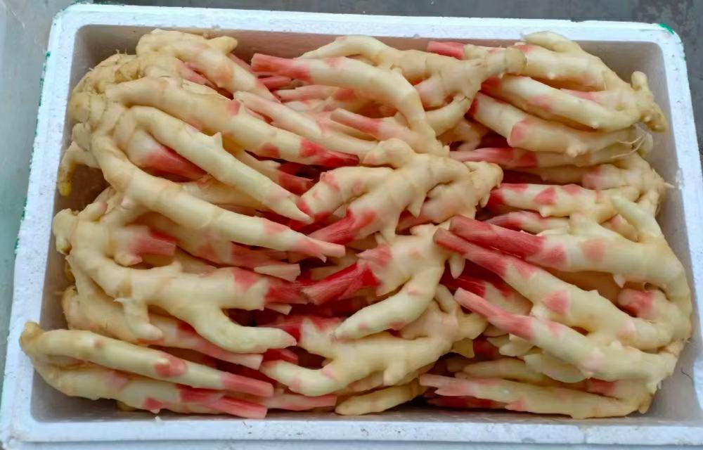 图片说明:子姜泡菜与米饭搭配的健康饮食图,展示子姜在日常饮食中的合理搭配方式 子姜泡菜与米饭搭配图