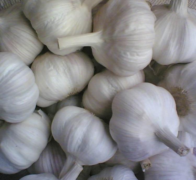 一盘新鲜去皮的金乡白皮蒜米,颗粒饱满、色泽洁白,整齐排列在不锈钢托盘中,背景为现代化食品加工厂操作台,旁边配有测量尺显示蒜米直径约为2.2厘米 金乡白皮蒜米特写