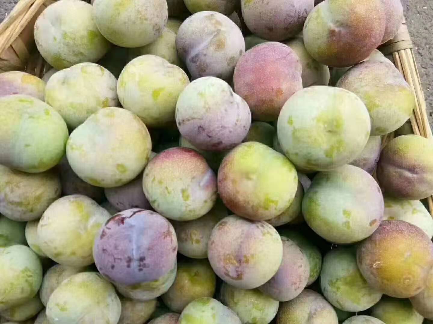 展示半边红李子成熟果实的特写,突出其半红半青的外观特征和饱满的果型 半边红李子果实特写
