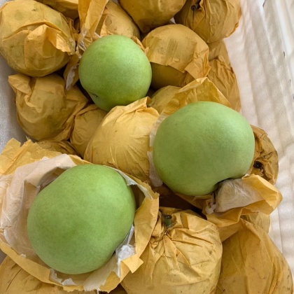 四川德阳广汉市绿宝石梨产地行情