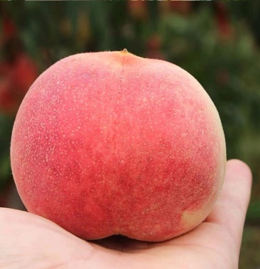 北京平谷大桃自家果园可代发批发