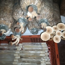 蘑菇试管＿级母种