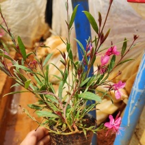 千鸟花