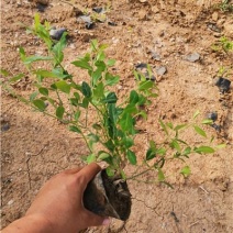 小叶扶芳藤，基地有货，多分叉，一手货源，大量有货