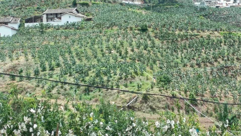 会理石榴规模化种植园航拍图