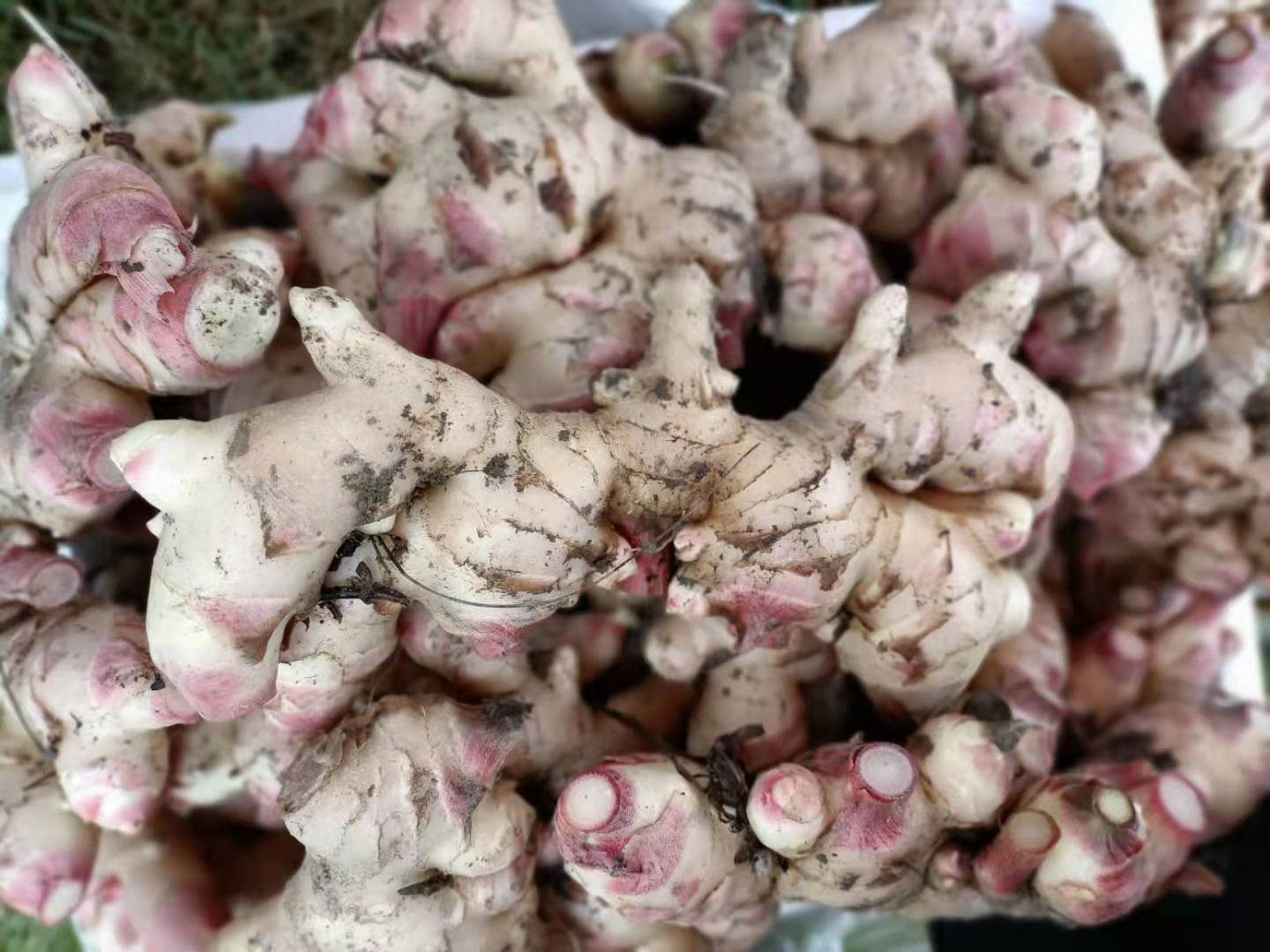 高清特写镜头下的子姜,展现出其嫩白外皮与微微泛红的芽尖,背景虚化,突出细节 子姜特写摄影