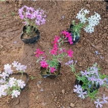 丛生福禄考，五色可选，开花漂亮，一手货源