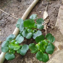 水葫芦，凤眼蓝，一手货源，大量有货，基地直发