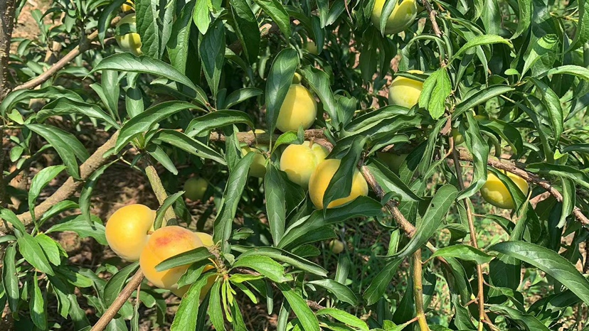 蜂糖李果实特写展示