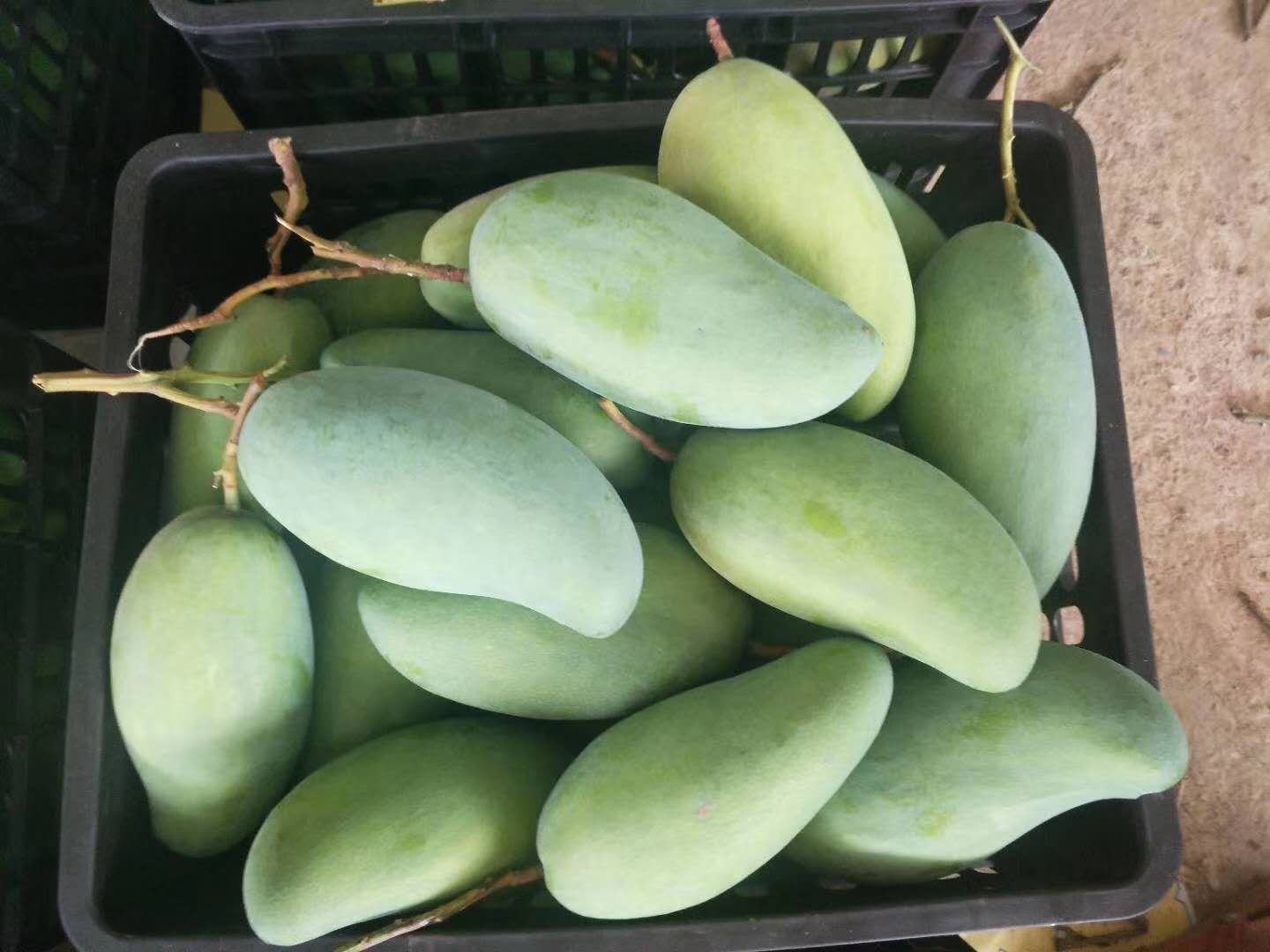 消费者在水果摊前挑选大青芒的场景