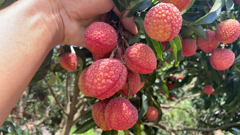 桂味荔枝整果特写