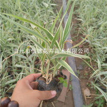 花叶芦竹，成活率高，一手货源，大量有货，基地直发