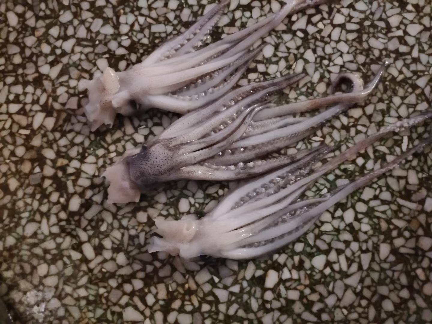 处理后的鱿鱼条