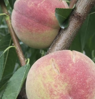 安丘蜜桃,个大色好,水库边上长大的桃子,特别甜