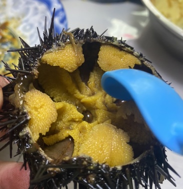 [海胆批发]大连紫胆,特价出售价格60.00元/斤 - 一亩田