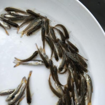 优质银鳕鱼苗，基地直供，苗好价优，支持全国发货。