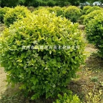 卫矛球，60-100，大量有货，基地直发，一手货源