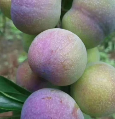 云南特产绥江半边红李,现在正是上市的好季节