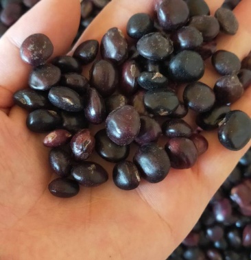 野生牛大力种子 大力薯小叶细叶中叶大叶牛大力种籽