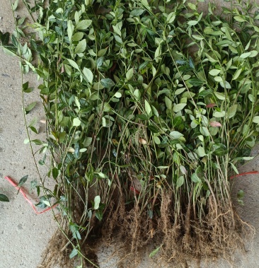 出售爬行卫矛40公分小叶付芳藤价格卫矛树苗种植基地