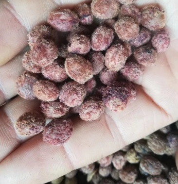 杨梅种子,当年新采山杨梅种子出售,全国包邮