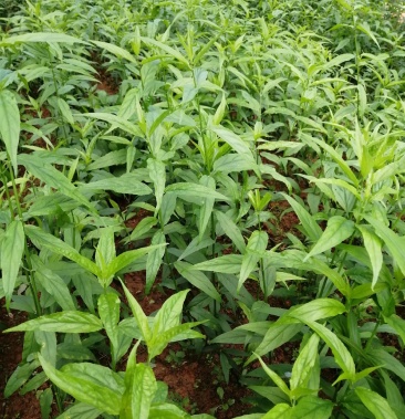 [忧遁草批发]忧遁草价格1.00元/棵 - 一亩田