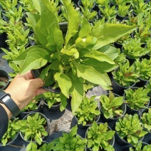 加仑杯草花