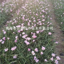 红花葱兰，一手货源，大量有货，基地直发