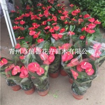 红掌，一手货源，大量有货，基地直发，颜色多可选