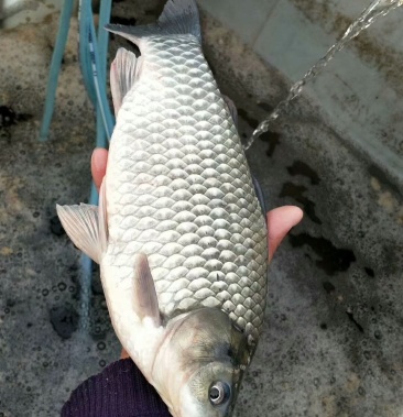 [鲫鱼苗批发]中科5号鲫鱼苗价格0.25元/尾 - 一亩田