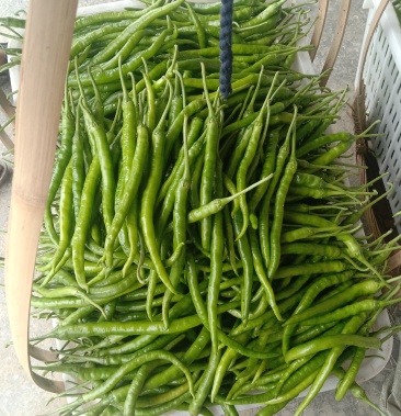 大量出售:百亩本地薄皮二荆条线椒