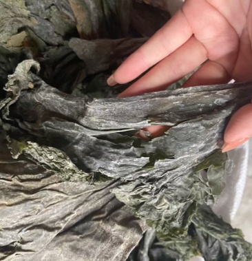 今年新货海带皮可上门提货可视频看货海带皮