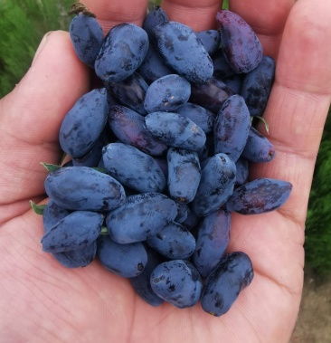 [蓝靛果批发]东北蓝靛果价格20.00元/斤 - 一亩田