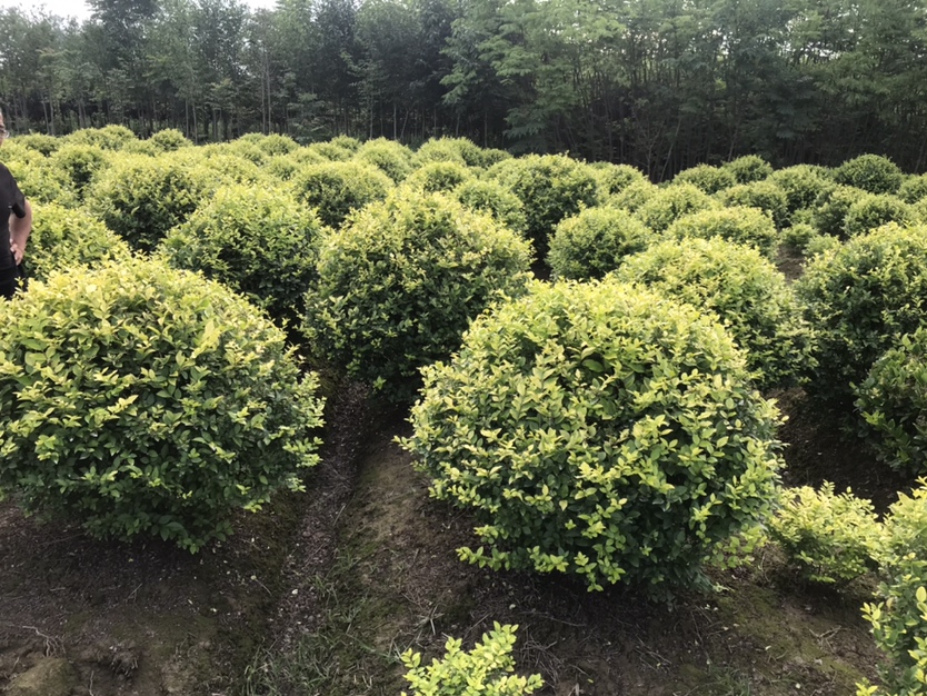 大叶女贞庭院种植布局示意图