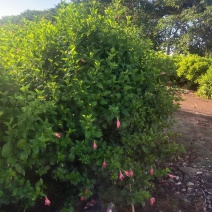 大量现货，5万待售
