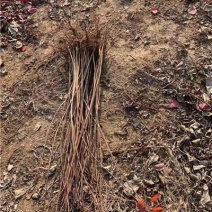 黄栌小苗，裸根苗，一手货源，大量有货，基地直发