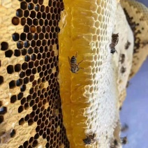 野生蜂蜜，野蜂蜜是指野生蜜蜂所产的蜂蜜，这种蜜蜂并非家养