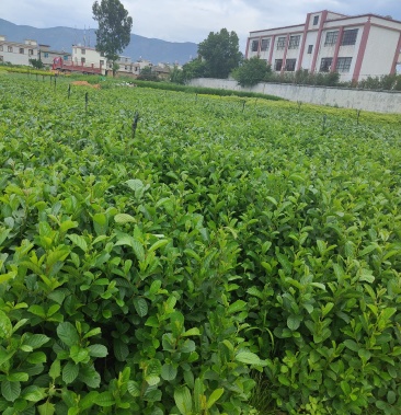 [桤木树苗批发]水冬瓜价格1.70元/棵 - 一亩田