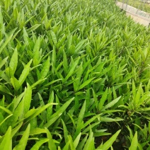 翠芦莉