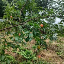 甜度高乌梅全国包邮