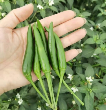 [小米批发]青小米价格2.20元/斤 - 一亩田