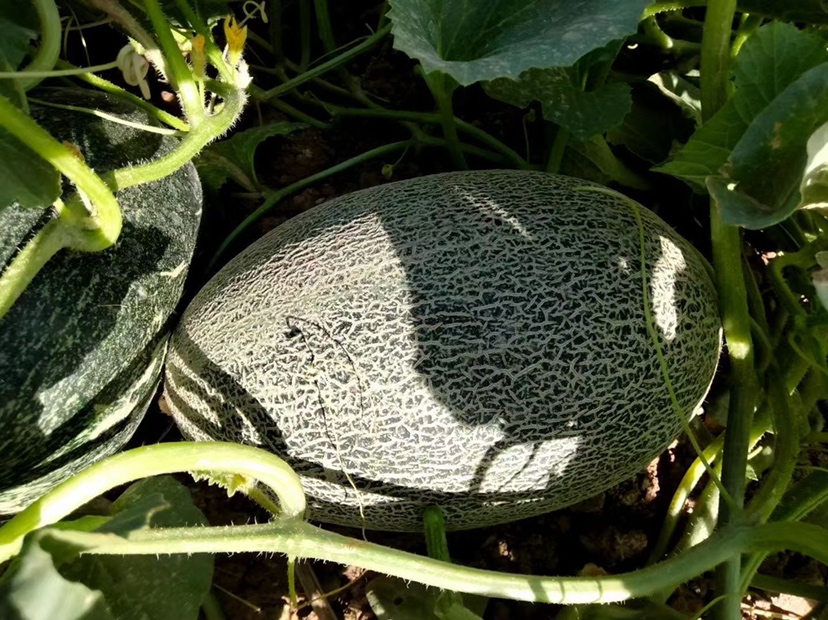 伽师瓜整体外观特写