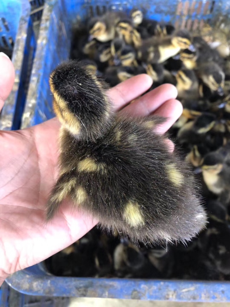 绿头鸭苗纯种绿头水鸭正宗青头