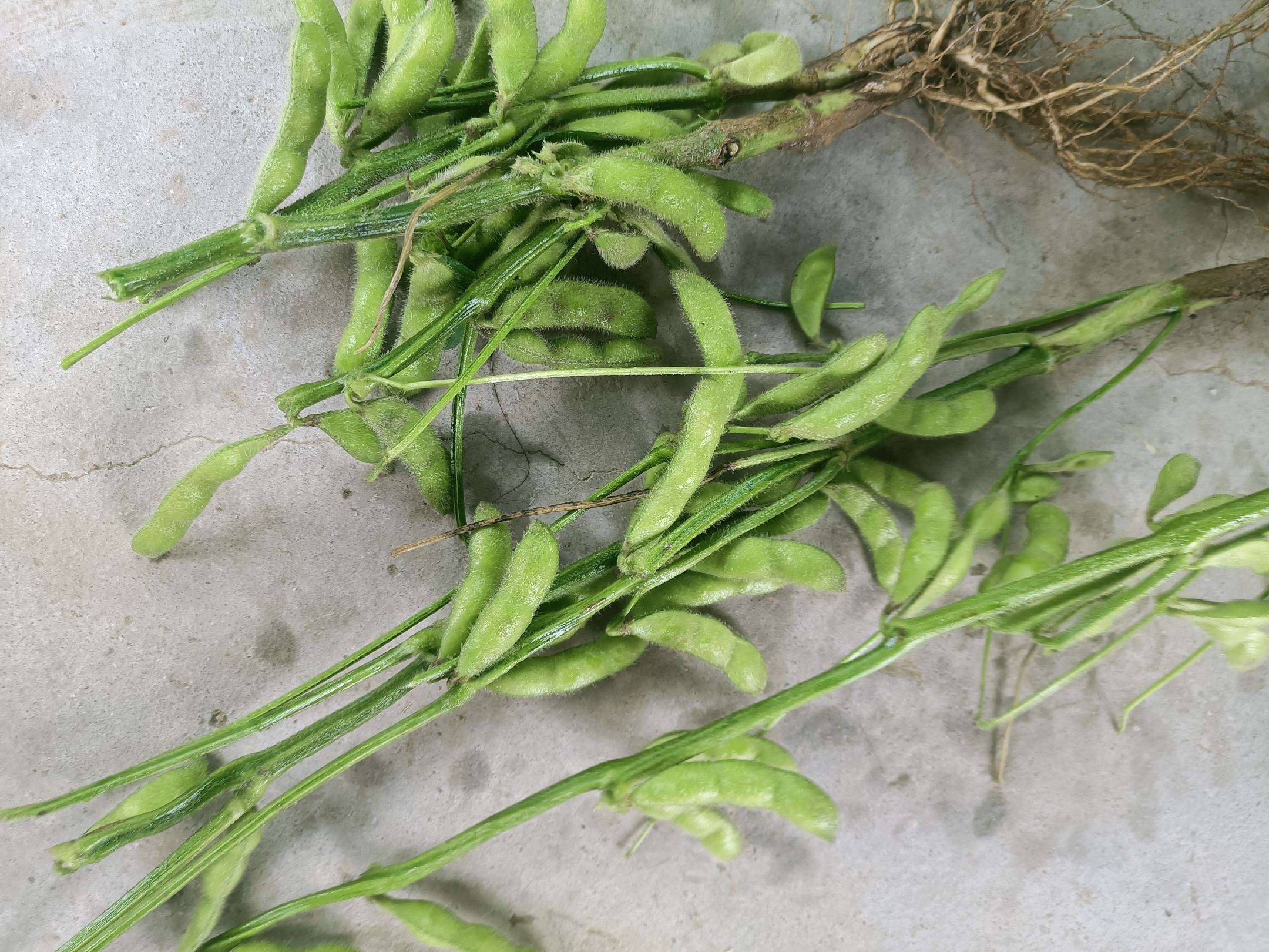 富含大豆异黄酮的食物图谱