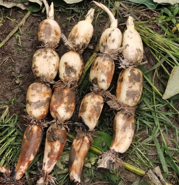 [莲藕批发]成都赛珍珠价格5.00元/斤 - 一亩田