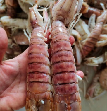 皮皮虾虾爬爬爬虾螳螂虾虾姑全国发货