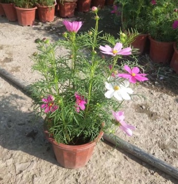 波斯菊花盆栽格桑花苗四季开花易活植物庭院室外花卉