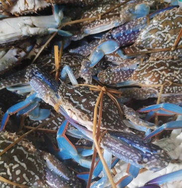 生猛兰花蟹/花蟹/蓝花蟹/螃蟹,全国发货