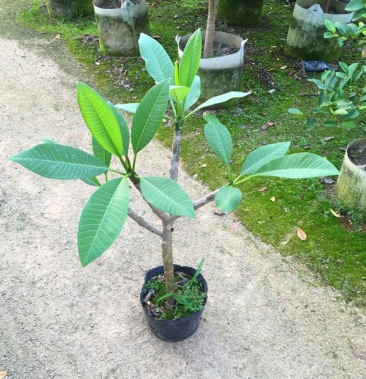 绿植鸡蛋花盆栽花卉绿植珍贵花卉浓香型鸡蛋花树苗夏季开花